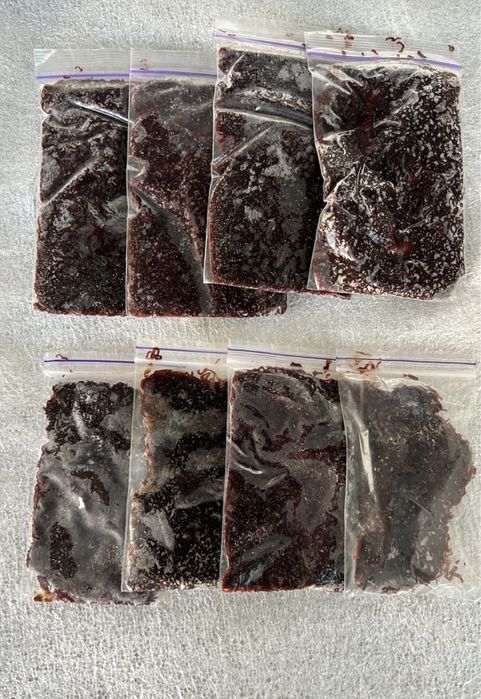 Мотыль упаковки  (50 грамм)