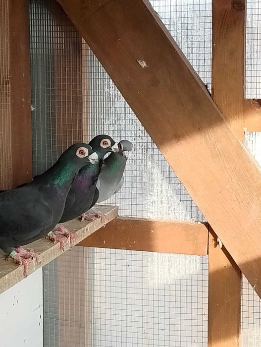 Brodawczaki podkarpackie