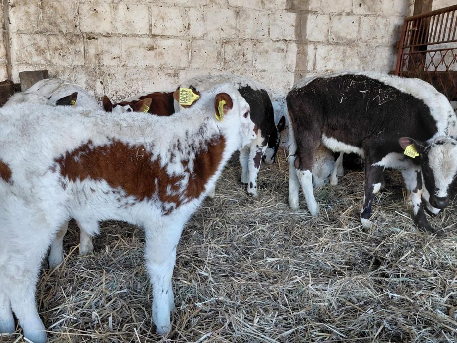 Sprzedam jałówki 100% białogrzbiet