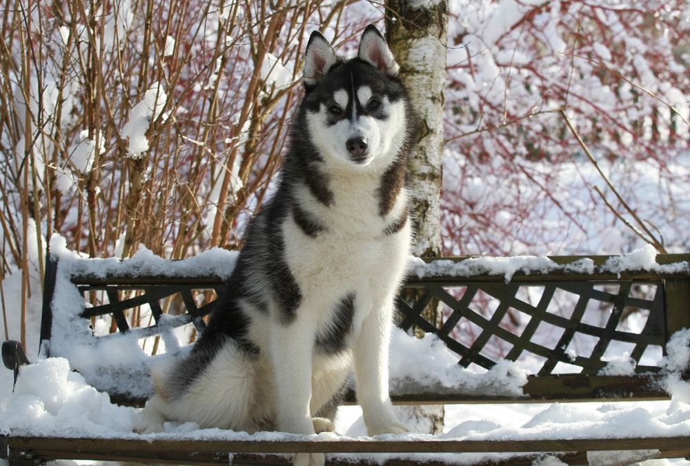 Siberian Husky ZKwP Junior