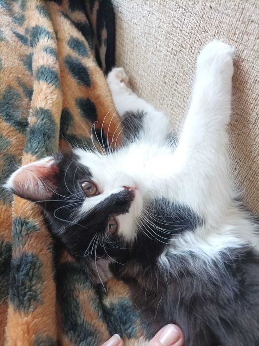 Тварини котики...