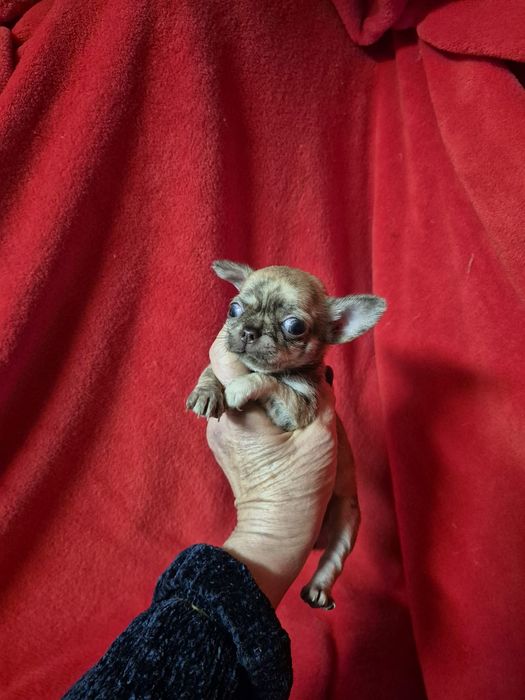 Chiuhahua mini mini com lop afixo