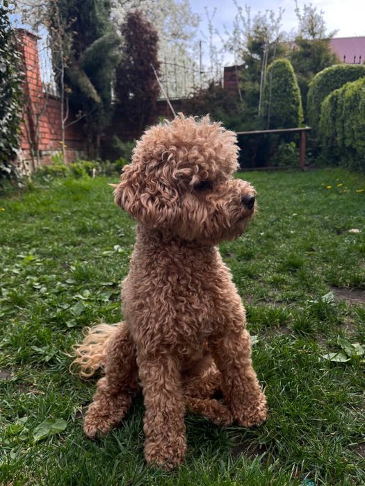 В‘язка Той Пудель