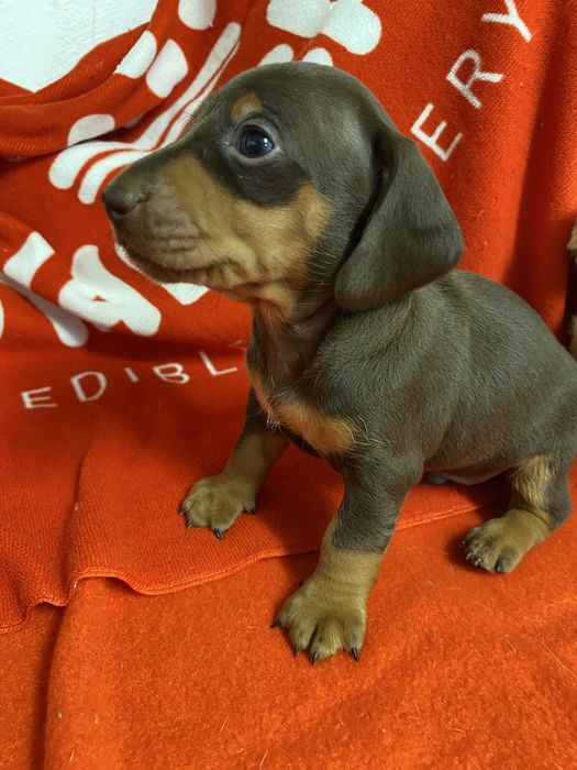 Teckel kaninchen chocolate and tan