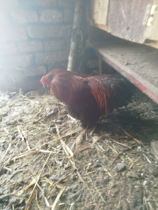 Кури карликовий кокенхін