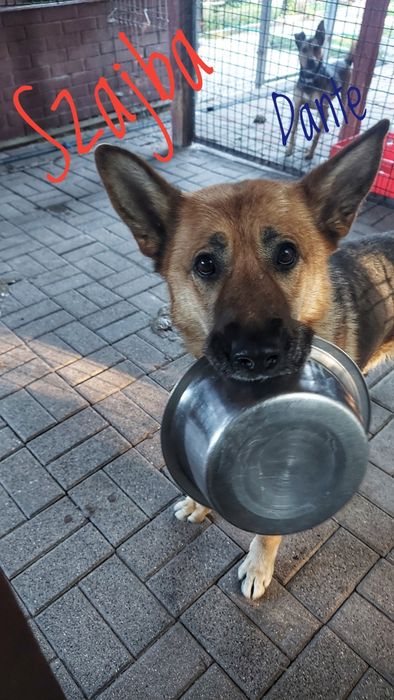 Szajba sunia w typie owczarka do adopcji