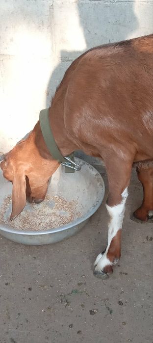 Коза нубійка перший окіт