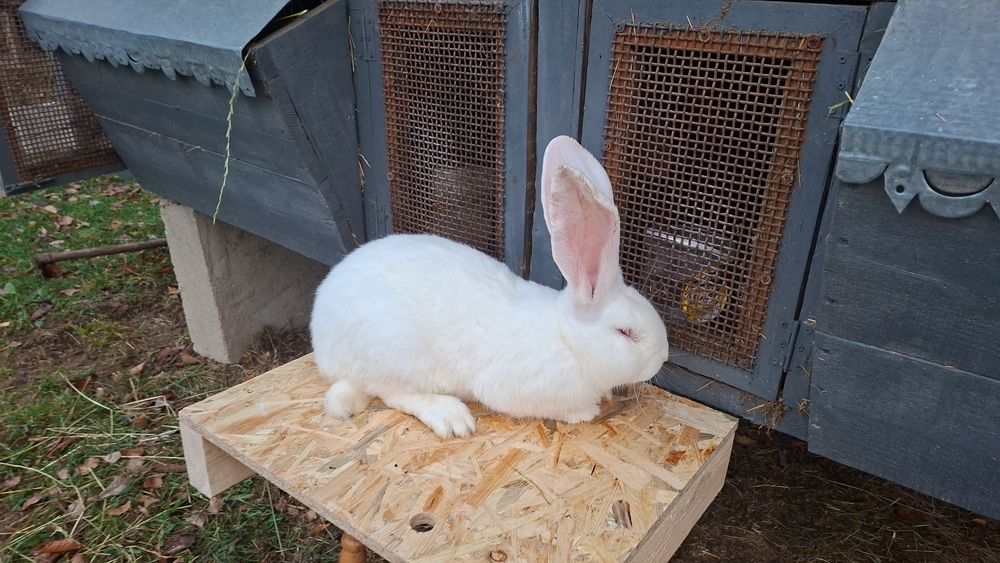 Бельгійський велетень самчик