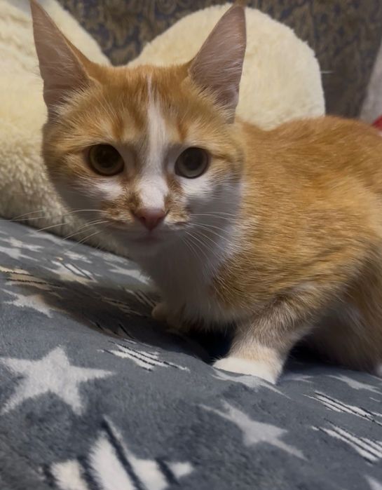 Віддам кішку в добрі руки