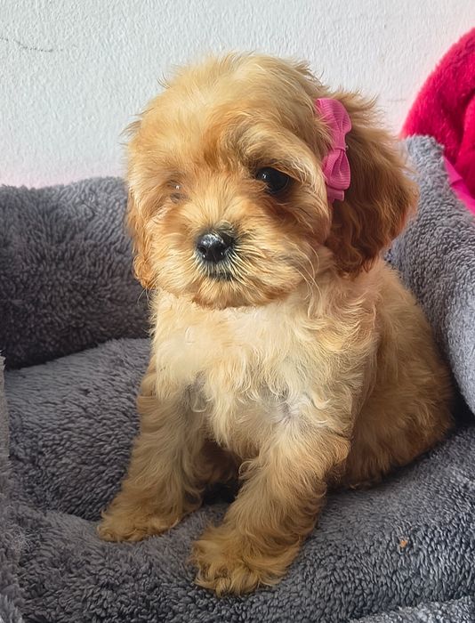 cocapoo,cocker spaniel amerykański,coca poo amerykański SUCZKA