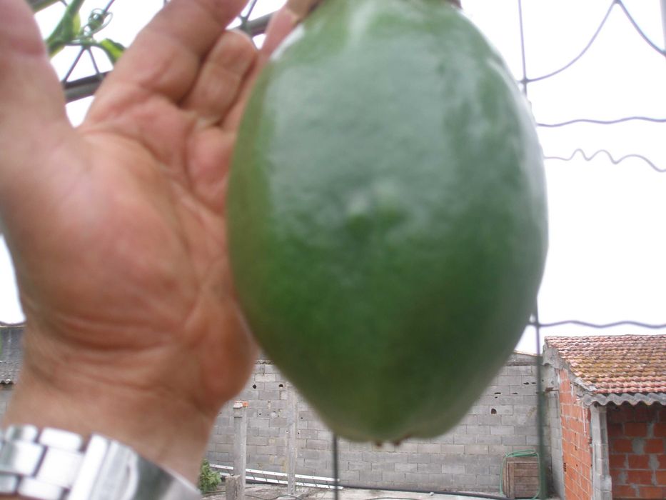 plantas de maracuja  alata amarelo gigante