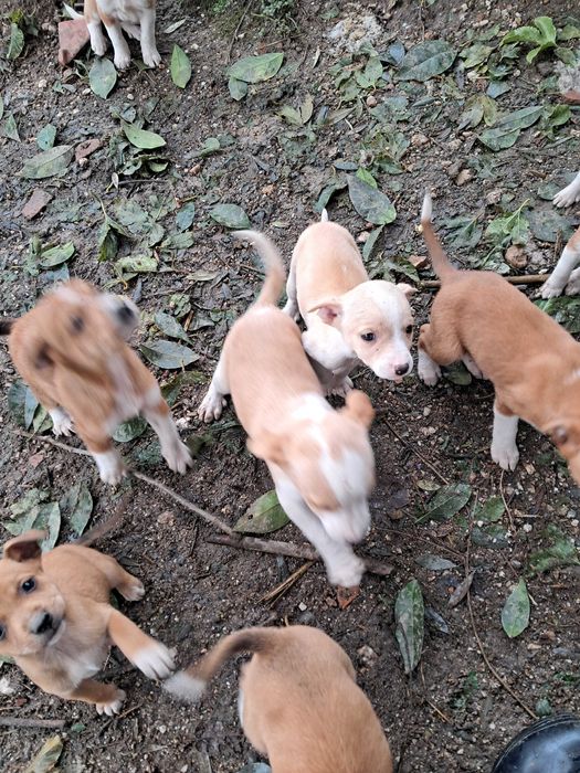 Caezinhos para adoção