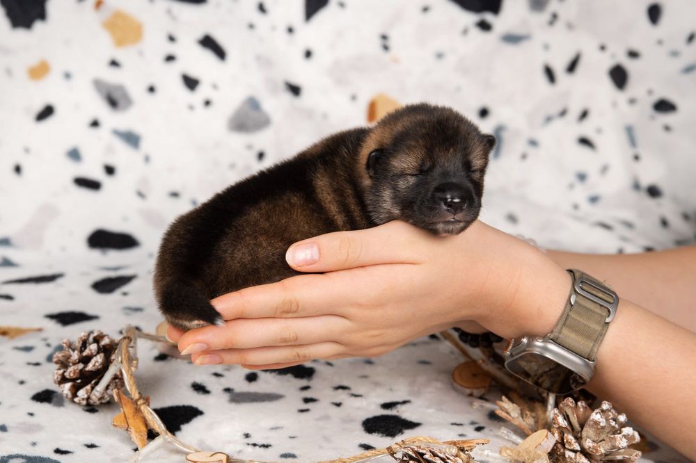 Цуценята  рідкісної японської породи сікоку Луцьк з документами