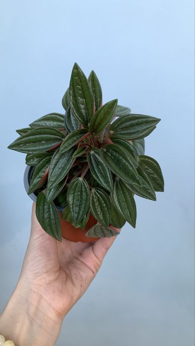 Продам Пеперомию Россо