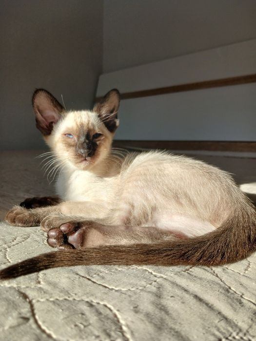 Сіамо-орієнтальна дівчинка