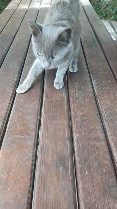 Віддам котика в добрі руки