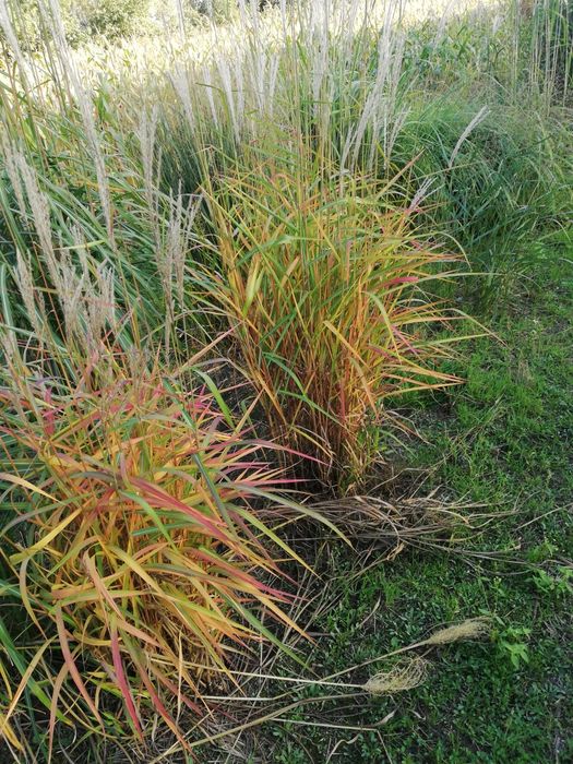 Trawa Miskant chiński Ghana