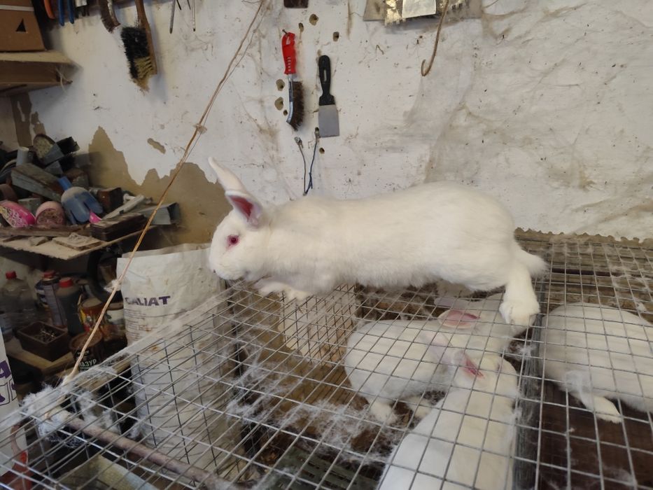 Племенные самцы белый панон