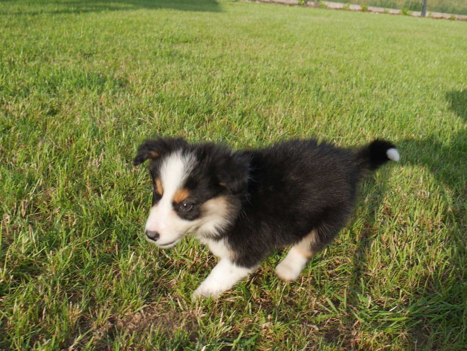 Border Collie pies