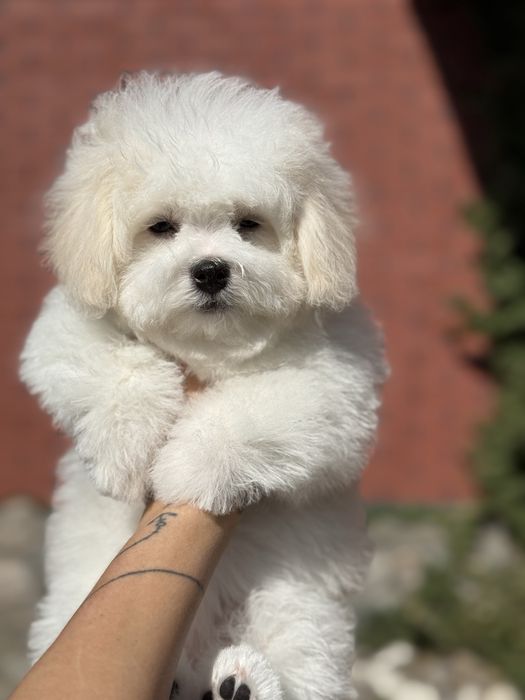 Бішон фрізе / цуценятко