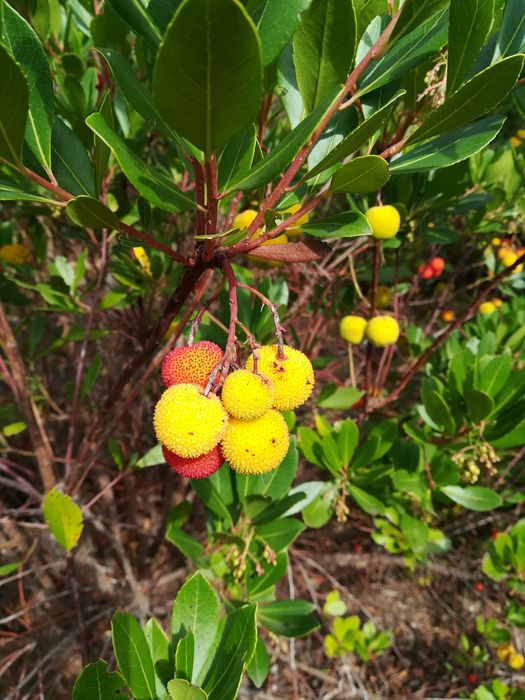 Medronho selvagem serrano