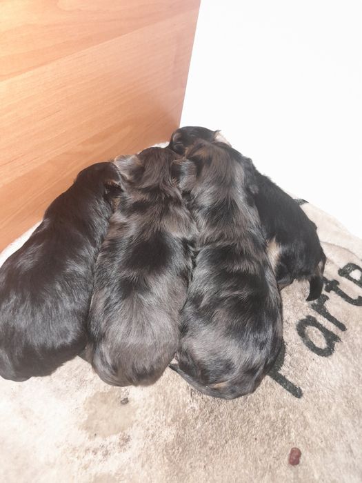 Йорчата  девочки