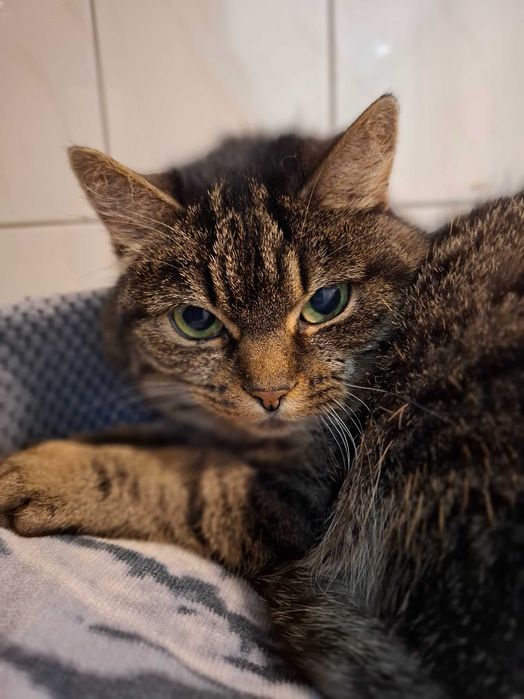 6-letnia Pusia gaśnie w częstochowskim schronisku