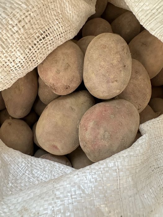 Картопля домашня