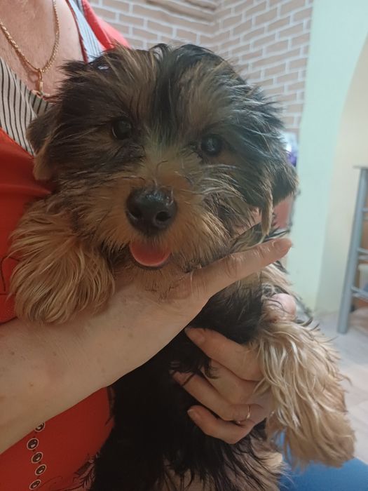 Цуценя Йорка стандарт