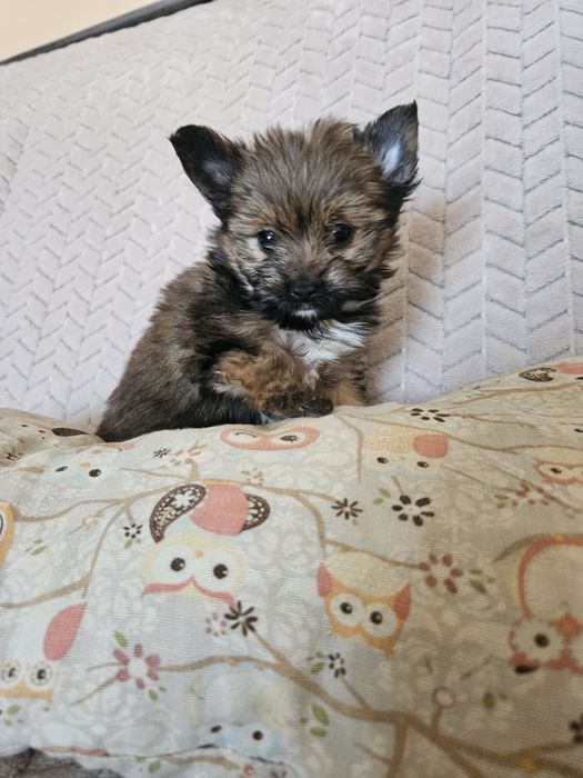 Yorkshire terrier piesek