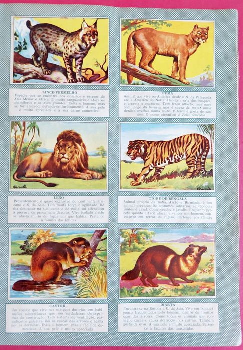 Caderneta 1958 História Natural