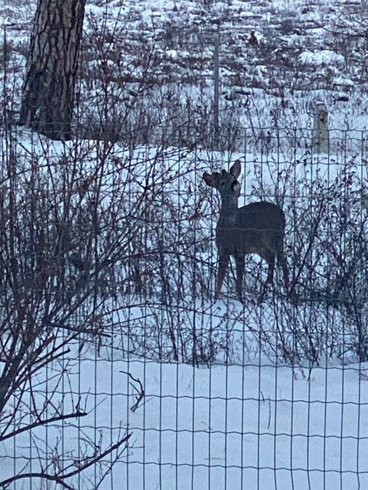 Продається будинок в Царському селі на вʼїзді в Геронимівку 32 250 000