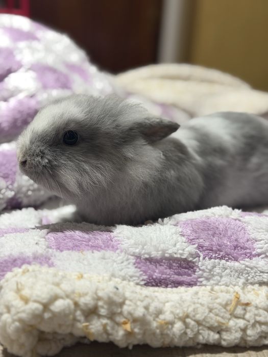 Coelhos Anões Para Venda