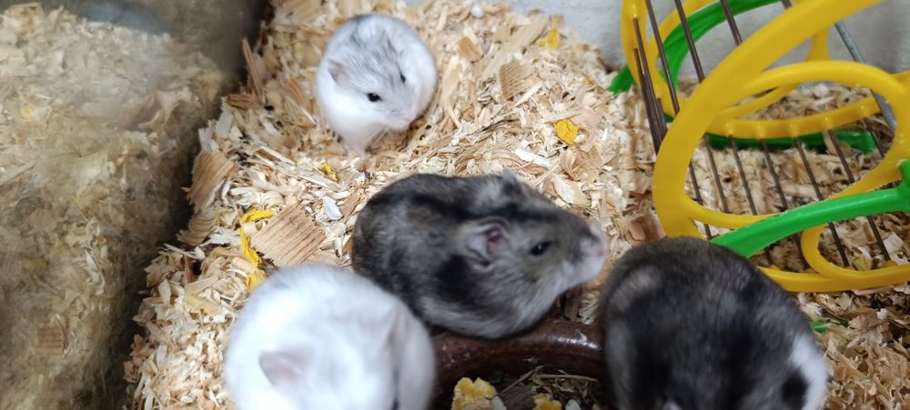 Chomiki dżungarskie