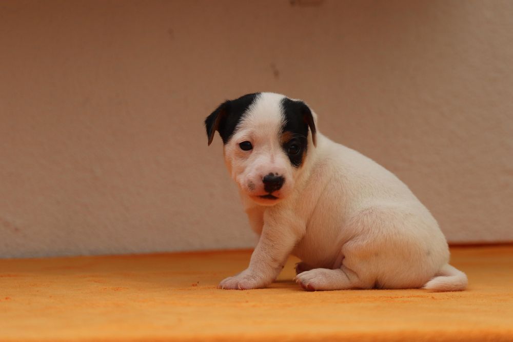 Macho Jack Russell Terrier