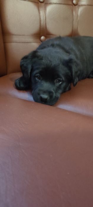 Лабрадори ретривери цуценята