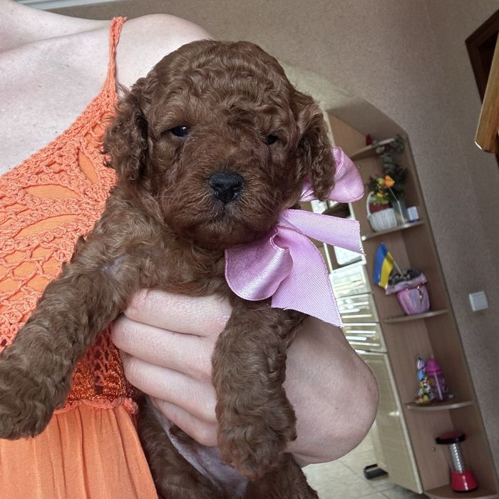 шикарний хлопчик у забарвленні RED BRAUN