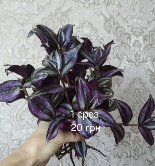 Фуксия,калатея,традисканция,бельбергия,сингониум