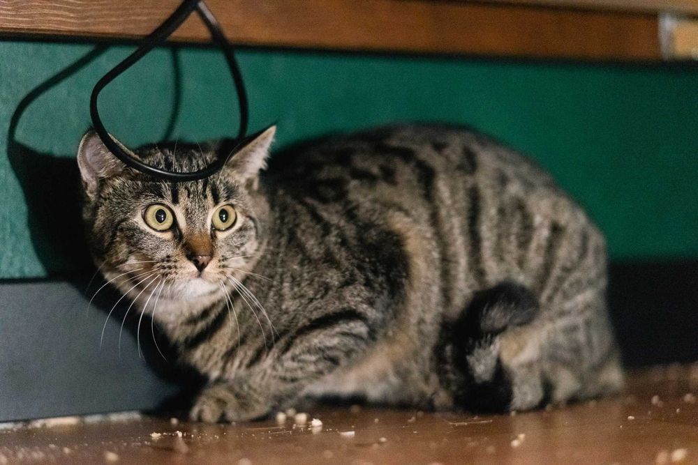 Kupimir szuka domu! Fundacja "Stawiamy na Łapy"