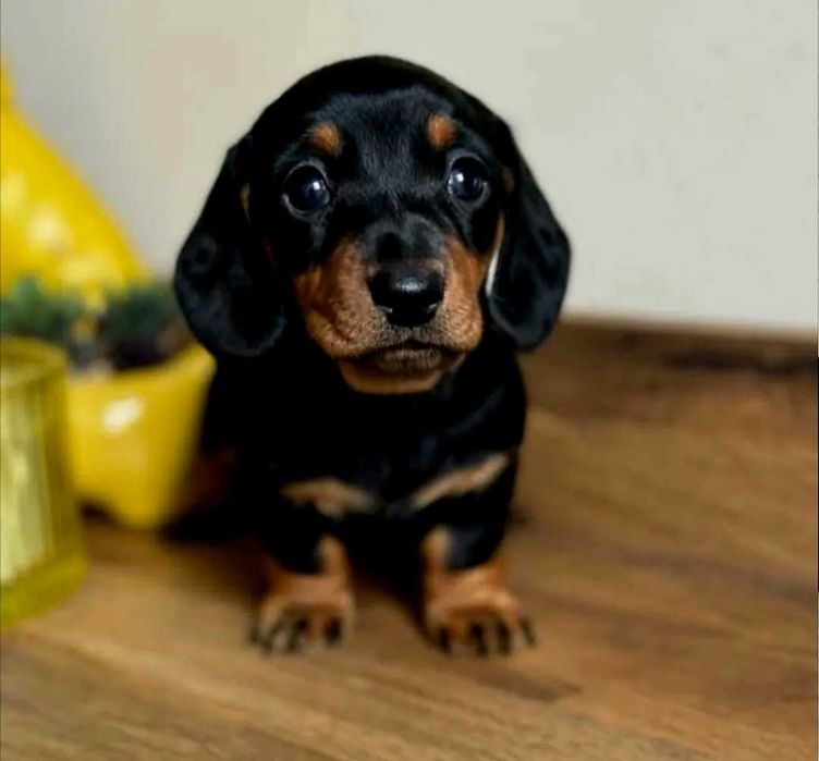 Teckel Miniatura FÊMEA