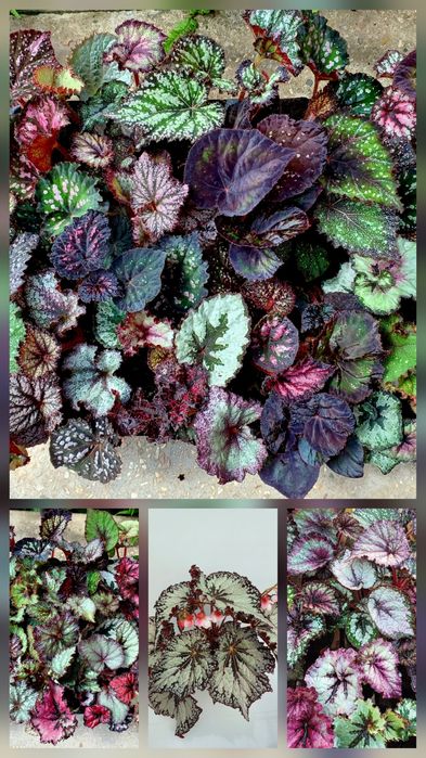 Бегонія королівська