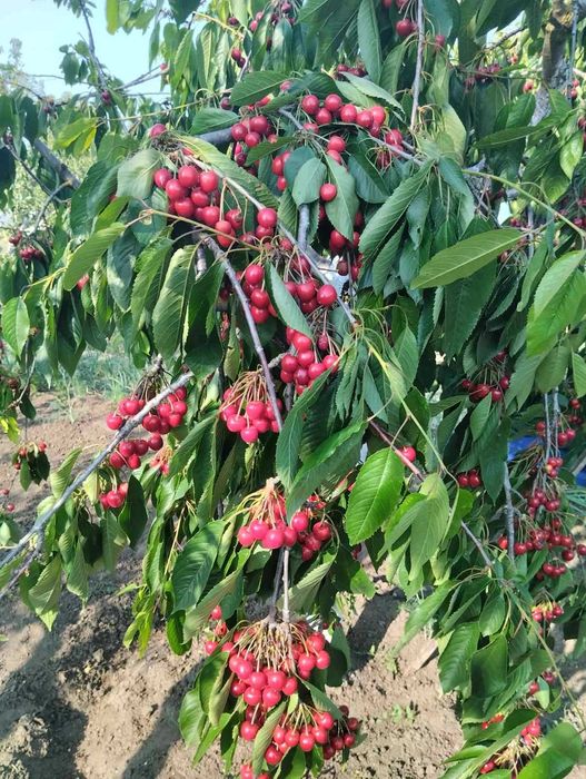 Продам дом с ремонтом , мебелью и техникой в с. Кремидовка, 20 км от Одессы