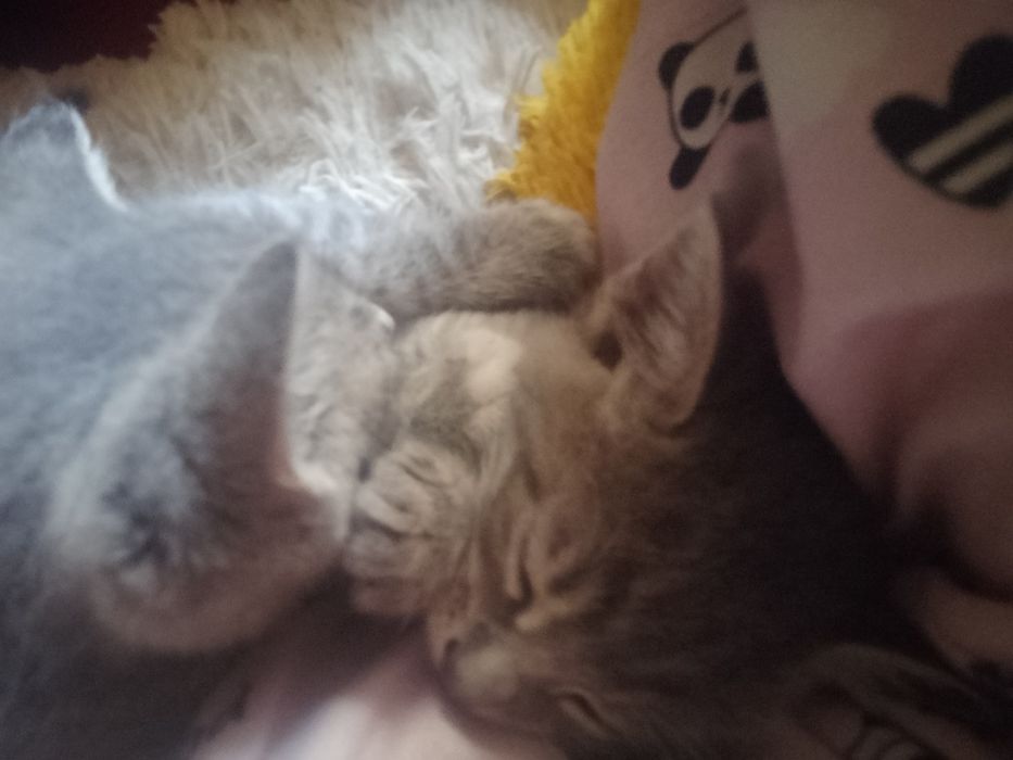 Продам сіамське кошеня 1,2 місяця