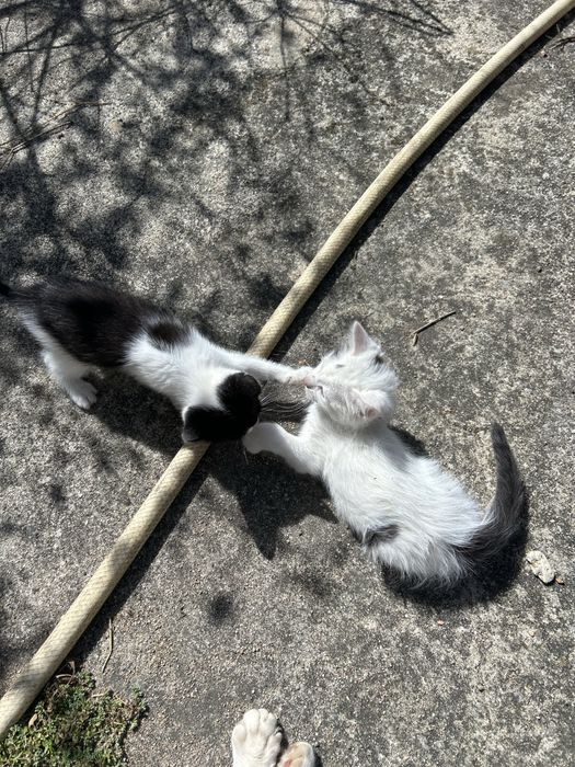 Gatinhos para dar