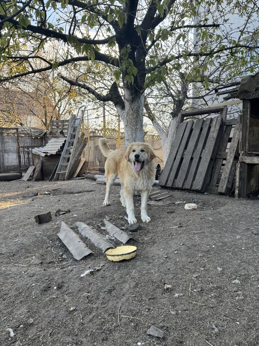 Продам цуценя кавказськоі вівчарки