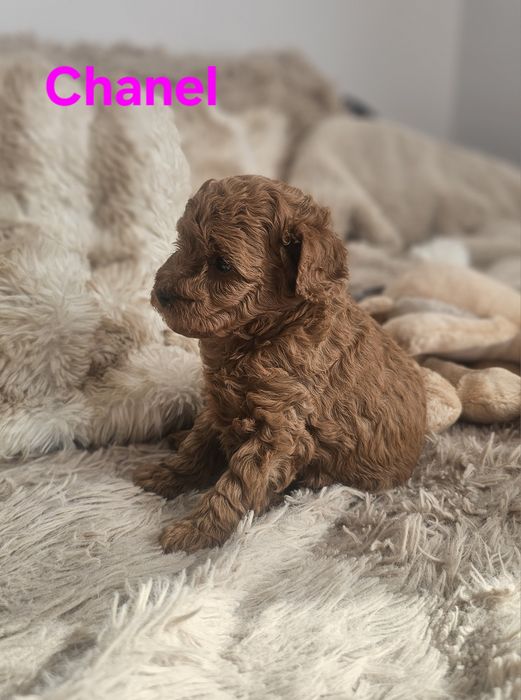 Suczka red brown Chanel