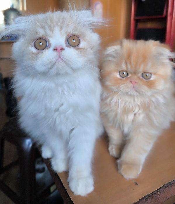 Персидскі кошенята
