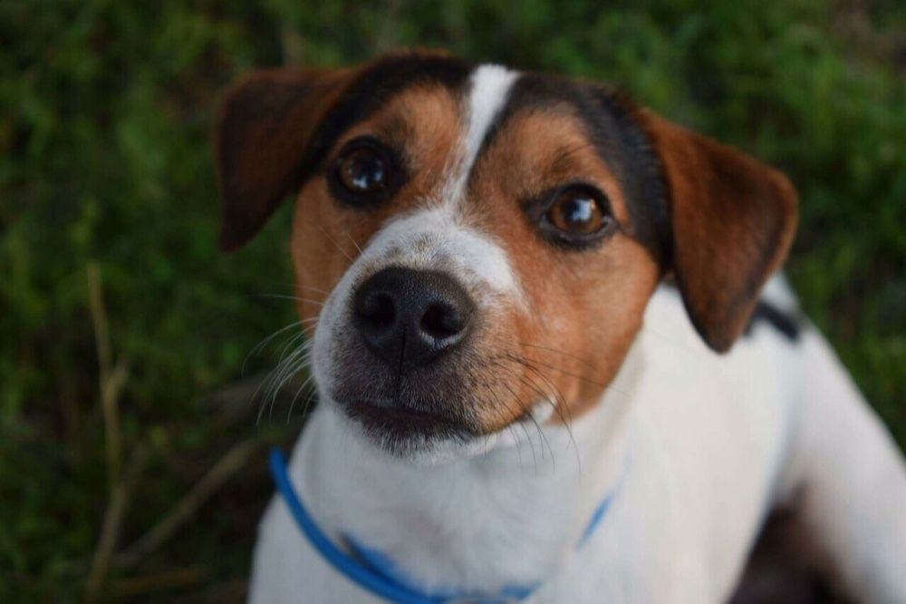 В'язка. Джек Рассел Тер'єр (злучка)