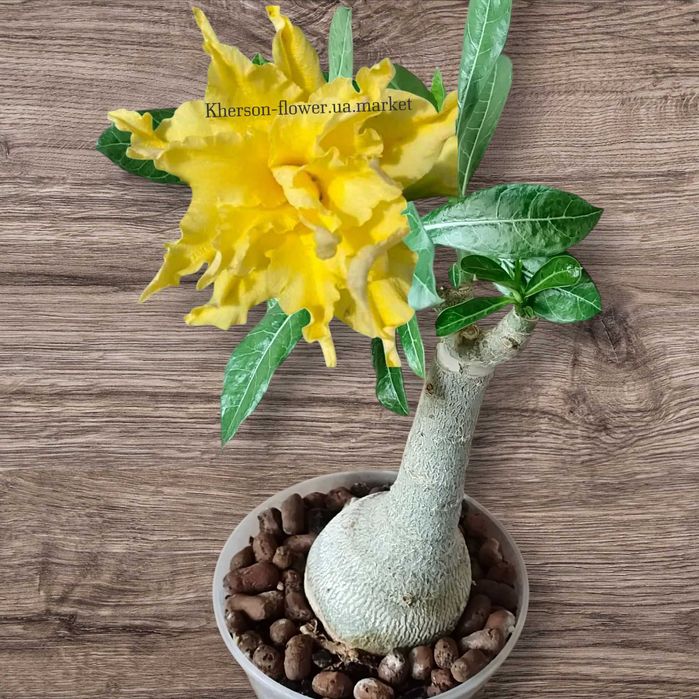 Адениум махровый привитый Madeira