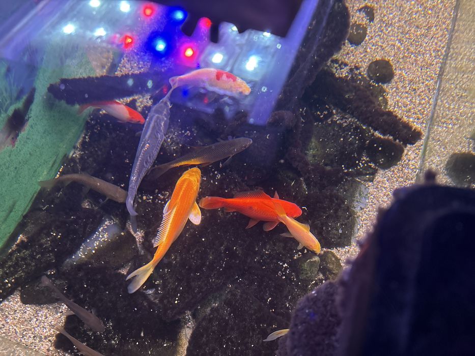 Ryby Karaś koi Karp Koi Amur Lin kirys